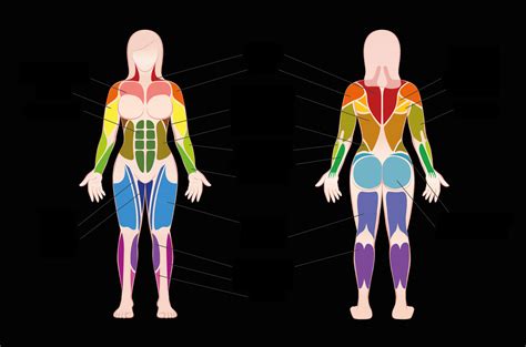 Masaje Parte 7 El Sistema Muscular Humano Los Musculos Del Hombre Images