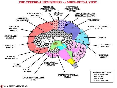 Pixelated Brain Gyri And Sulci Midsagittal View Cerebral Hemisphere