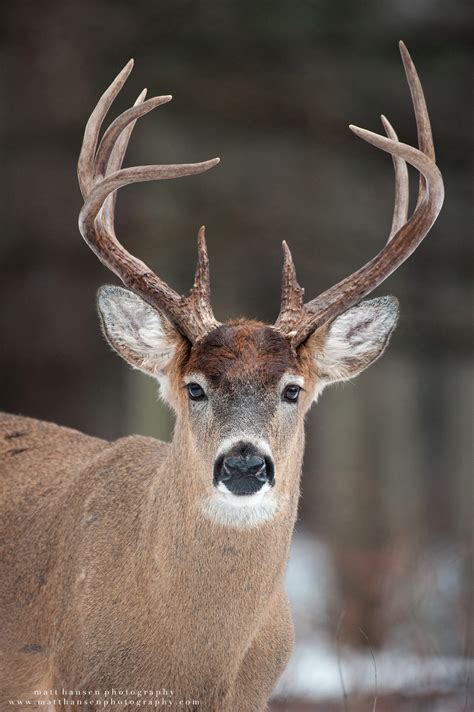 Professional Whitetail Deer Photography Matt Hansen