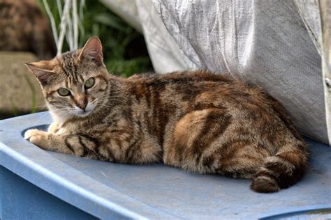 Tabby Naked Telegraph