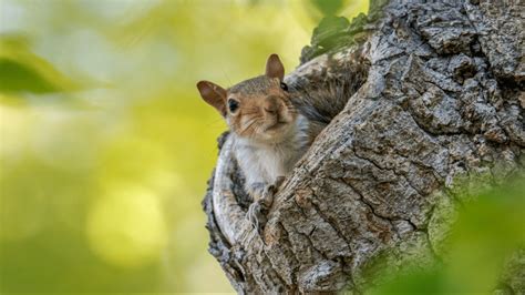 Where Do Squirrels Sleep Explained By Animalfunkey