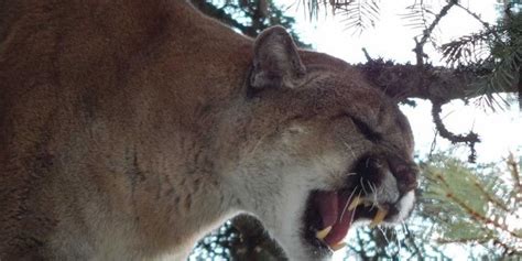 washington state biologists capture monster 197 pound cougar