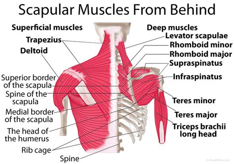 Shoulder Injuries From Trauma Scapula Nonunion Hope Tbi