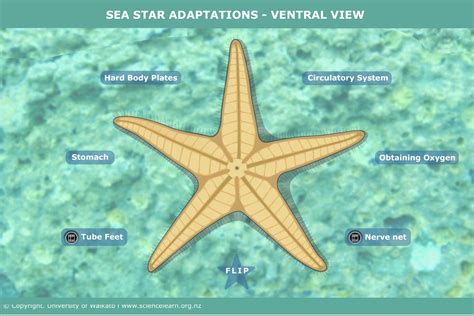 30 Starfish Label The Parts Label Design Ideas 2020