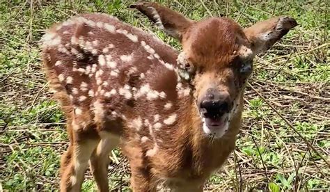 Video Heres How The Tick Explosion Has Impacted Whitetail Deer