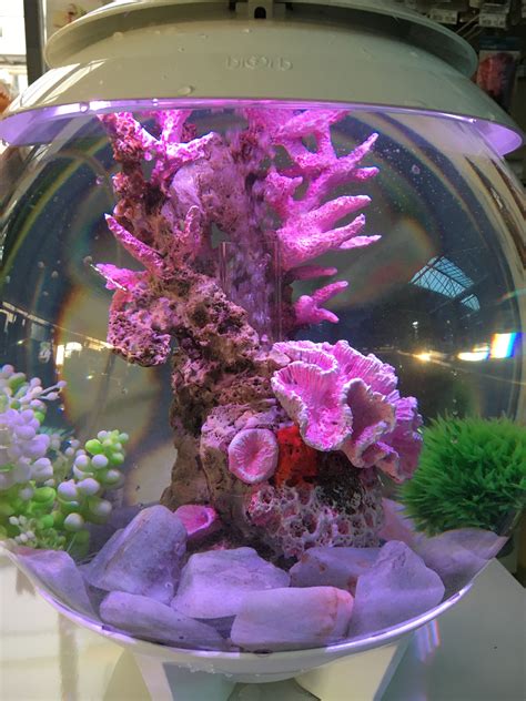 Acquario Biorb Coral Fish Tank Pink Fish Small Fish Tanks Saltwater