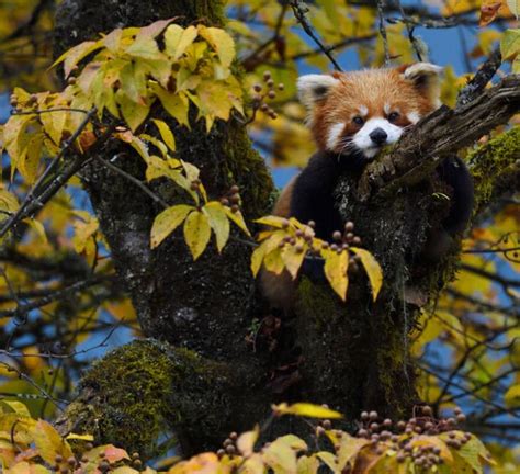 Top 5 Facts About Red Pandas Wwf