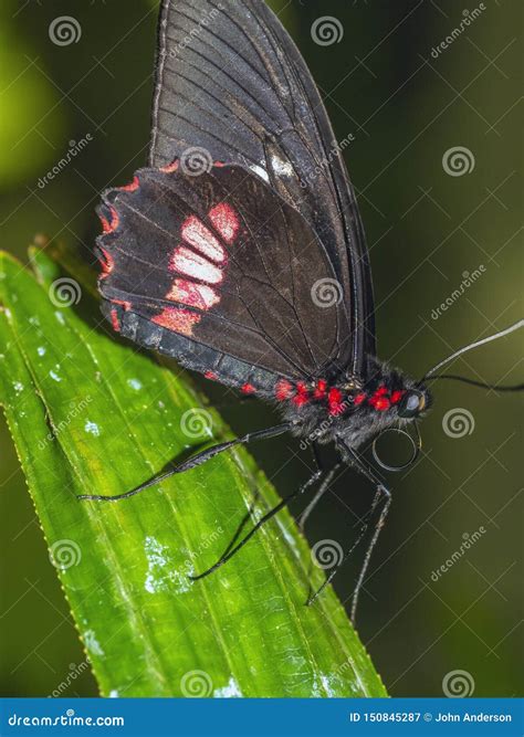 Common Rose Butterflly Pachliopta Aristolochiae Stock Image Image Of