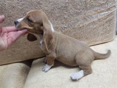 The basset hound is mostly known as the hush puppy dog, however, this breed offers way more than just advertisements. Female bassett hound puppy for sale in Jackson, Mississippi - Puppies for Sale Near Me