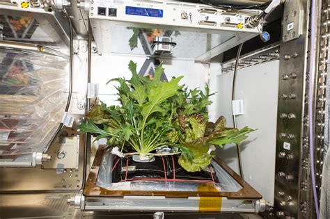 Space Salad Astronauts Harvest 3 Different Crops And Try New Gardening