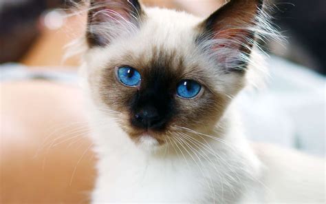 Learn about the 'sacred cat of burma' with pictures of birman cats and details of their behavior, temperament and characteristics. Le chat Sacré de Birmanie ou chat Birman | Dossier