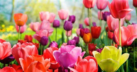 How To Plant Early Spring Flower Bulbs In Fall