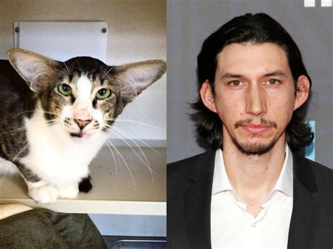 Animals That Totally Look Like Celebrities 50 Pics