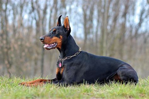 Doberman Pinscher Dog A Fearless And Loyal Canine Companion K9 Web