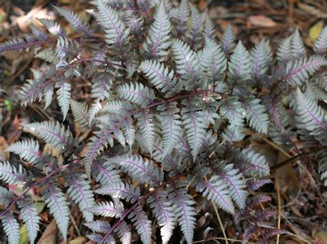 Ideas For Beautiful Fern Varieties For Your Shade Garden Hgtv