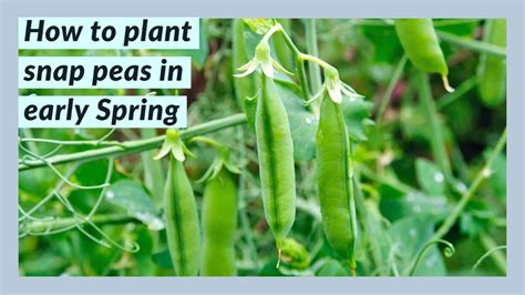 How To Plant Snap Peas In Early Spring Youtube