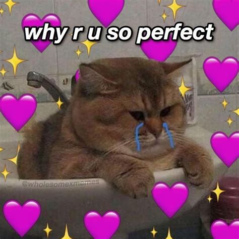 Memes Románticos De Gatos Memes Románticos Cute cat memes Cute