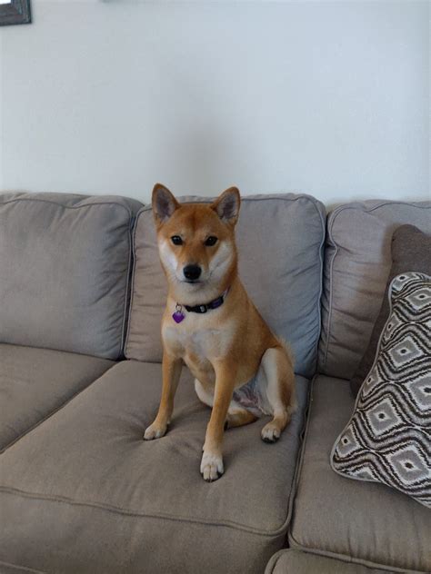 Adopted Sachi 15 Yr Old Red Female Shiba Inu Shiba Inu Rescue Of