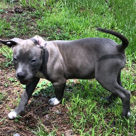 Pin on blue nose pitbull puppy for sale. American Pit Bull Terrier Puppies For Sale | Petersburg, VA #278127