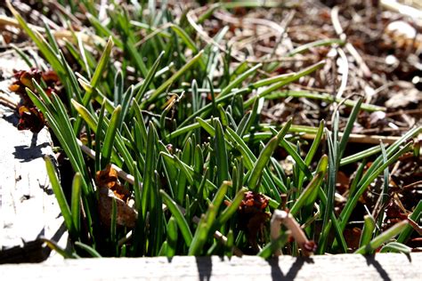 Grape Hyacinth Sprouting in the Early Spring Picture | Free Photograph | Photos Public Domain