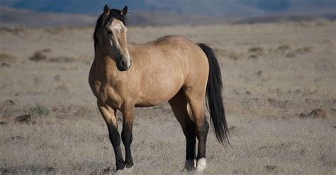 One View: Wild horses in Nevada — let's end cycle of crisis