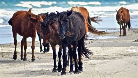 outer banks wild horse pictures