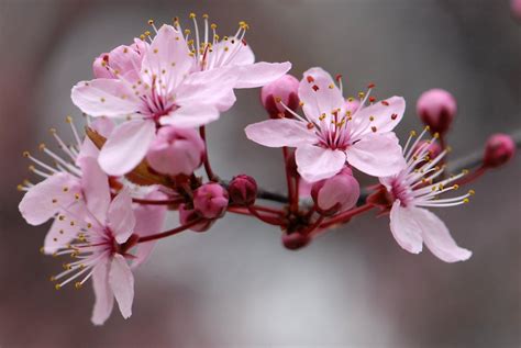 Wallpaper Pink Flower Spring Cherry Blossom Flora Branch Petal