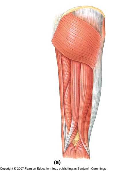 Posterior Thigh Muscles Diagram Quizlet