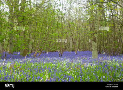 Everdon Stubbs Bluebell Wood Hi Res Stock Photography And Images Alamy