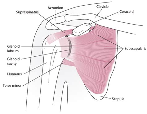 Just below the anatomic neck are the greater and lesser tuberosities, where the muscles of the rotator cuff attach to. Evaluation of the Shoulder - Musculoskeletal and ...