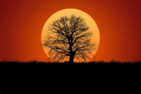 Oak Tree Silhouette On Sunset Background Stock Illustration