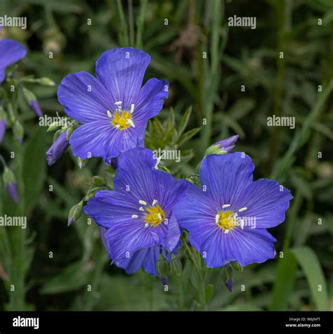 Flax Flower Wild Blue Hi Res Stock Photography And Images Alamy