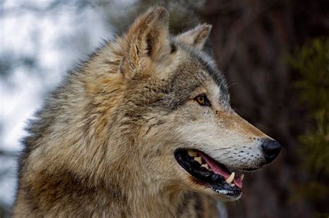 Wolf Profil Bilder Und Stockfotos Istock