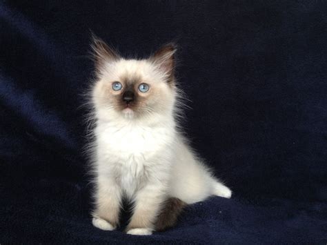 Ragdoll Cats In Many Colors And Patterns Jamilas Ragdolls In 2021