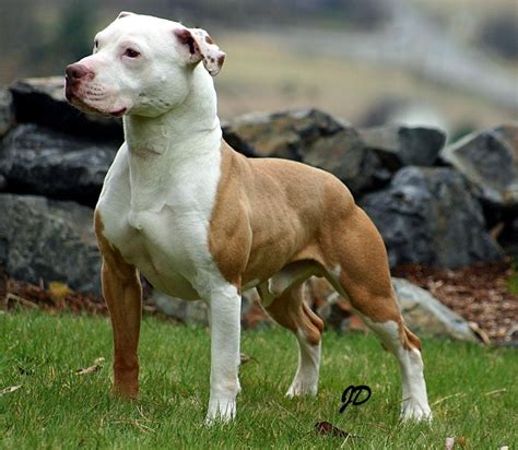 Real American Pit Bull Terrier Pets Pinterest American Pit Pit