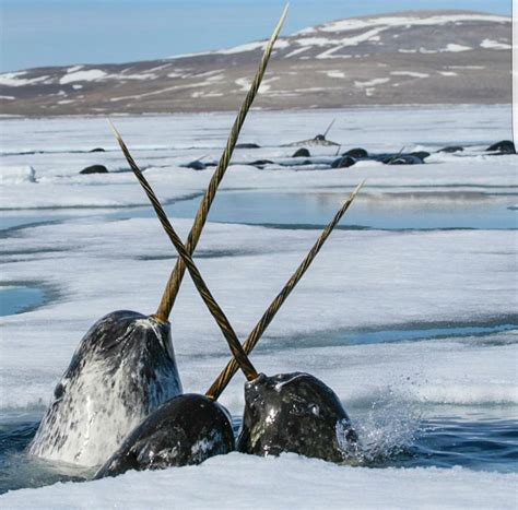 Lets All Take A Moment To Appreciate The Fact That Narwhals Are Real