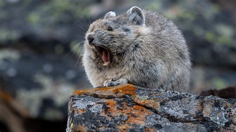 Des Espèces éteintes Et Inconnues De Pikas Découvertes Dans Une Grotte