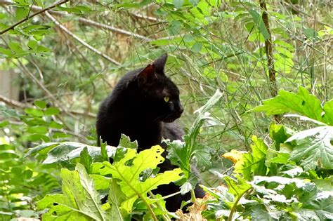 Diccionario español definición k dictionaries. SANTICAT GATOS CIMARRONES: GATO NEGRO Y GATO ROJO