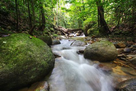 Tropical Rainforest Freshwater Stock Image Image 32464303