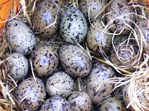 5 Free Gull Eggs And Nest Images Pixabay