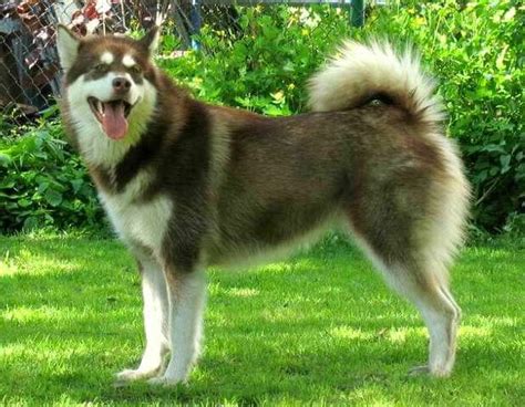 Alaskan Malamute Dog Breed Information Pictures And More