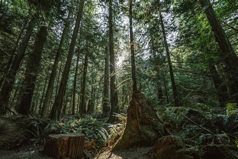 High Res Dense Forest Picture — Free Images