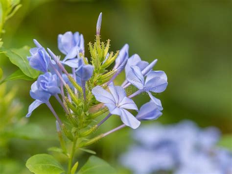 The Light Blue Flowers Of A Cape Plumbago Bush Against A Blurred Green