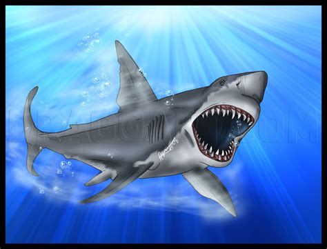Great White Shark Drawing Ideas Drawing The Best Porn Website