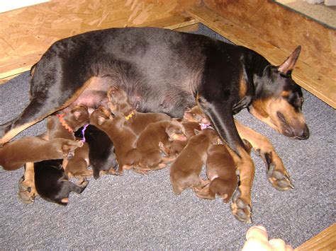 Doberman Puppies 3 Days Old Pics4learning