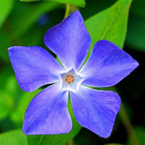 York designer series, schumacher, cole & son, magnolia home Photographer, Writer and Spiritual Counselor, Paul Hood: Periwinkle Blue Flower