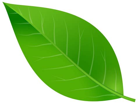 Green Leaf Png Clip Art Library Images And Photos Finder