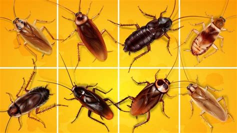 8 Types Of Roaches With Pictures A Pest Identification Guide Cockroach Facts Diy Pest Control