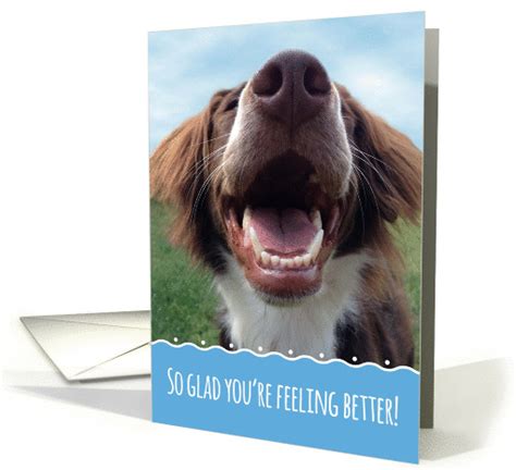 It is not my intention to opine on peacekeeping doctrines, but i am glad to know that those issues will be at the centre of the security council's forthcoming. Glad You're Feeling Better, Smiling Dog card (1391738)