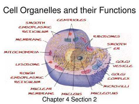 6 Best Images Of Animal Cell Organelles Functions Chart Cell